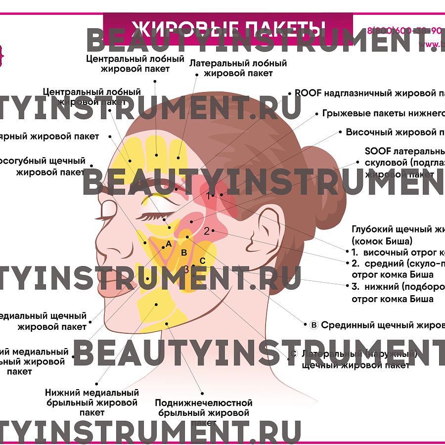 Плакат А3 для косметолога "Жировые пакеты"