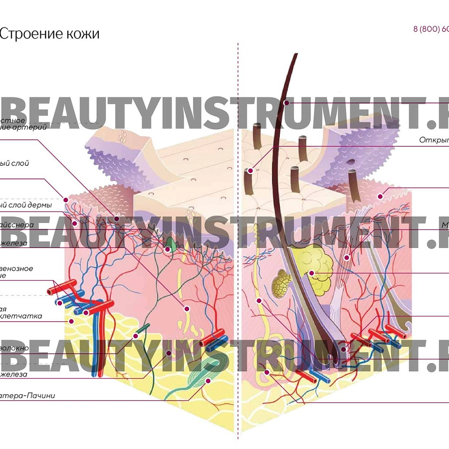 Плакат А3 для косметолога "Строение кожи"